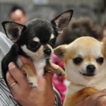 Tampa Bay Chihuahua Club 49th Specialty