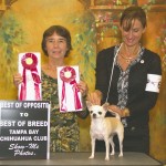 Tampa Bay Chihuahua Club 50th Specialty