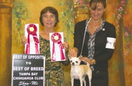Tampa Bay Chihuahua Club 50th Specialty