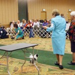 Tampa Bay Chihuahua Club 54th Specialty