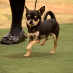 Tampa Bay Chihuahua Club 54th Specialty