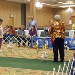 Tampa Bay Chihuahua Club 53rd Specialty