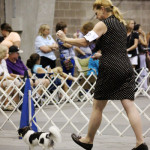 Tampa Bay Chihuahua Club 55th Specialty