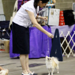 Tampa Bay Chihuahua Club 55th Specialty