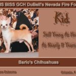 Barbara Osborne - Barlo's Chihuahuas